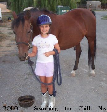 BOLO  - Searching for Chilli Near Placerville, CA, 95667-8931